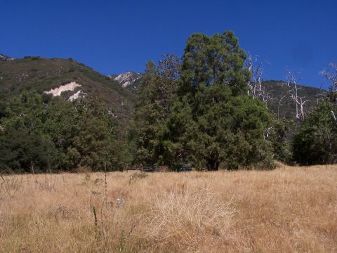 1990 Ford Bronco - A dry, grassy field slopes up towards a wooded mountainside under a bright blue sky.