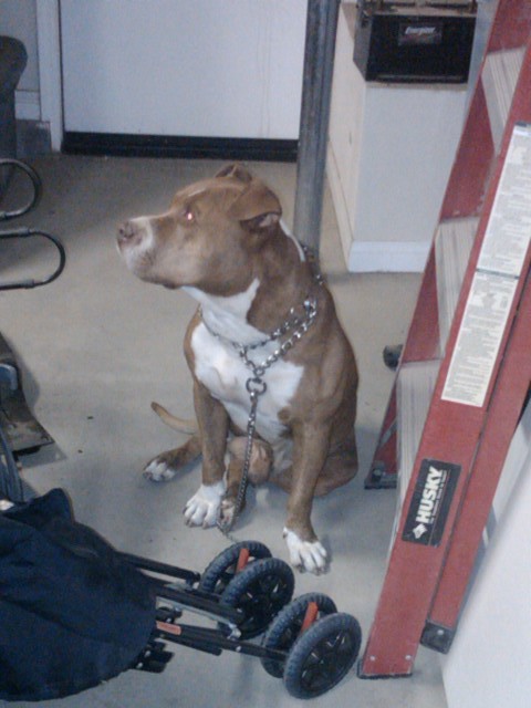1982 Ford Bronco - A pit bull dog sits patiently in a garage, with a ladder and stroller nearby.