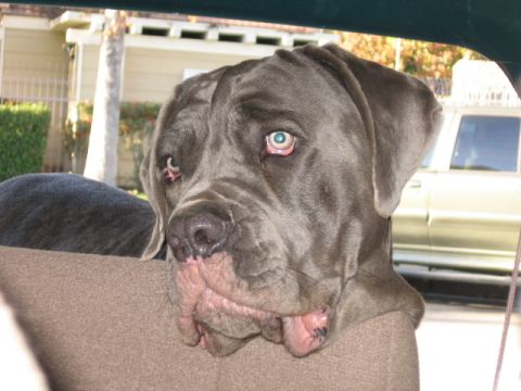 1996 Ford Bronco - A large dog with striking blue eyes peers out from the interior of a vehicle, with another car visible in the background.