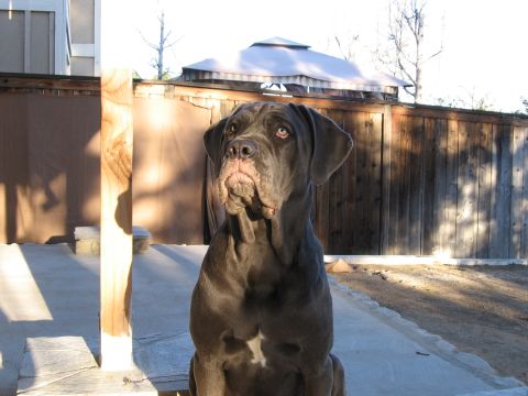 1996 Ford Bronco - A large gray mastiff dog sits patiently in a backyard setting.