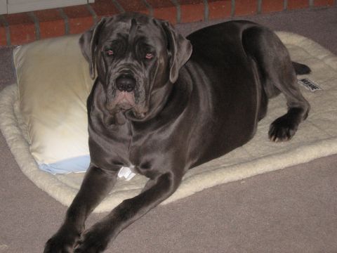 1996 Ford Bronco - A large gray dog rests on a plush dog bed in front of a brick fireplace.