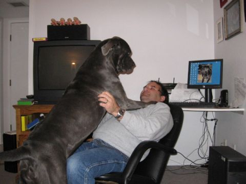 1996 Ford Bronco - A man interacts with his large dog in an office setting, with a computer and television visible.