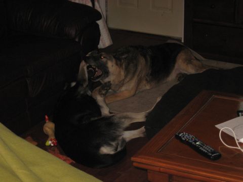 1978 Ford Bronco - A German Shepherd and a husky mix engage in playful roughhousing on a wooden floor.
