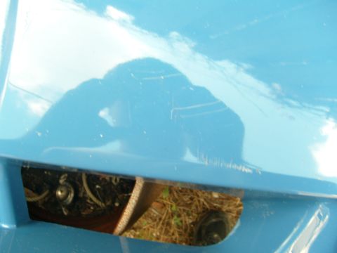 1992 Ford Bronco - Reflection on the hood of a blue vehicle, with a glimpse of the engine bay below.