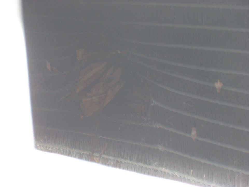 Close-up of a vehicle's front grille with some debris stuck in it