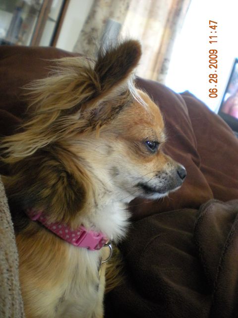 1974 Ford Ranchero - A dog with long fur and a pink collar is seen in profile, resting on a brown surface.