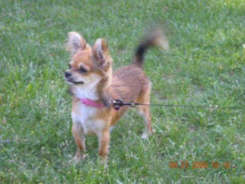 1974 Ford Ranchero - Chihuahua dog on a leash in the grass.