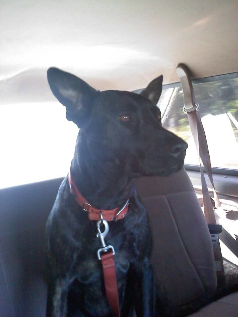 1977 Ford F-100 - A black dog with a red collar is seen from the chest up, sitting in the back seat of a vehicle.