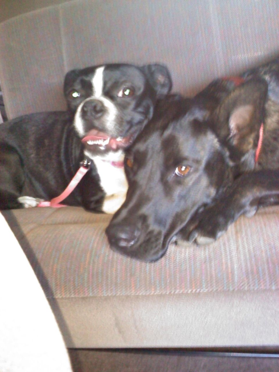 Two dogs, one black and white with a white blaze, the other black, rest on a car's fabric seat