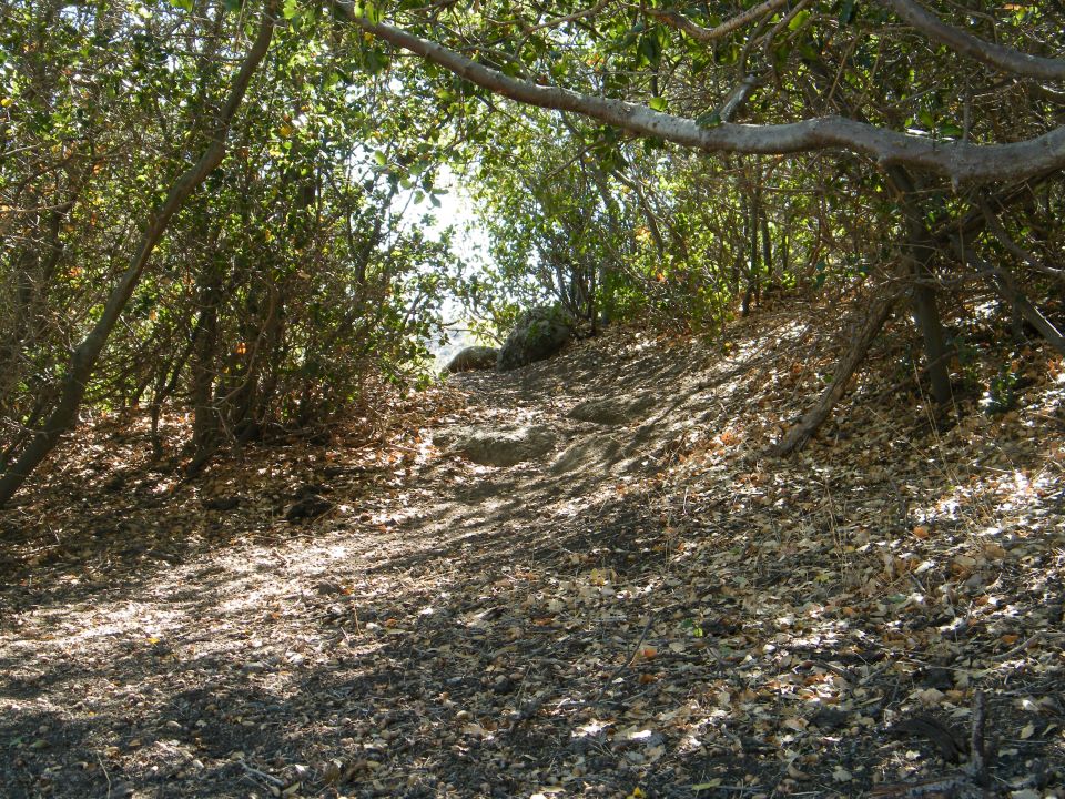 Sunlight filters through trees onto a leaf-covered trail leading uphill