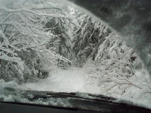 1982 Ford Bronco - A snowy forest road is visible through the windshield, with snow-covered branches obscuring the view.
