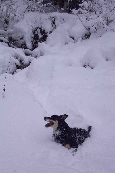 1982 Ford Bronco - A dog plays in the snow during a winter day.