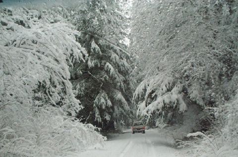 1982 Ford Bronco - A red SUV navigates a snow-covered road surrounded by trees laden with snow.