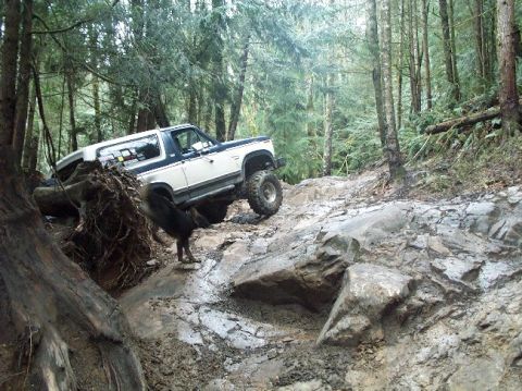1982 Ford Bronco - A two-tone Ford Bronco tackles a challenging rocky trail in a wooded area, accompanied by a dog.