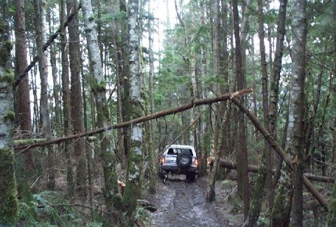 1982 Ford Bronco - SUV navigates a challenging muddy path through a dense forest with fallen branches.