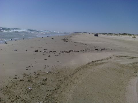 1993 Ford Bronco - A dark SUV drives along a wide, sandy beach with the ocean on the left and dunes on the right.
