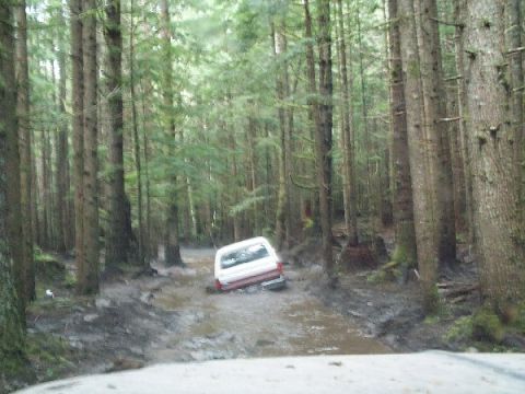 1982 Ford Bronco - A white SUV is stuck in a muddy path surrounded by tall trees.