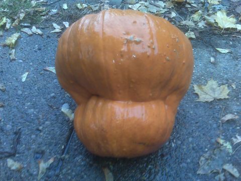 1995 Ford Bronco - A wet pumpkin sits on asphalt surrounded by autumn leaves.