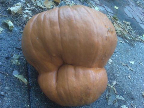 1995 Ford Bronco - A large, oddly shaped pumpkin sits on the ground next to fallen leaves and a paved surface.