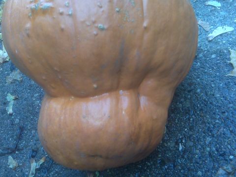 1995 Ford Bronco - A large orange pumpkin sits on a gravel surface, surrounded by autumn leaves.