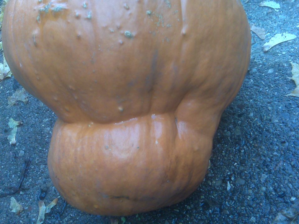 Orange pumpkin with bumpy skin resting on gravel and fallen leaves