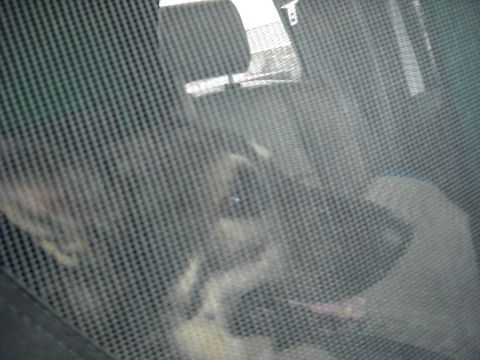 1978 Ford Bronco - A dog is seen through a window with a mesh screen, looking out of a vehicle.