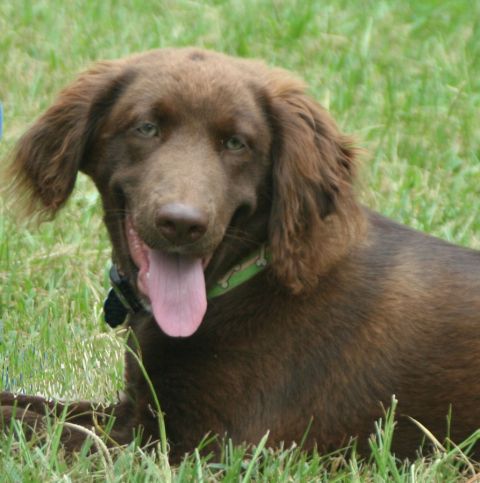 1976 Ford Ranchero - A happy brown dog with its tongue out rests in the grass, wearing a green collar.