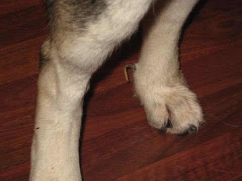 1978 Ford Bronco - Close-up of a dog's furred legs and paws resting on a polished wooden floor.