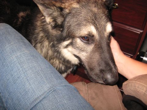 1978 Ford Bronco - A dog's face is shown in close-up, with a hand gently petting its head.