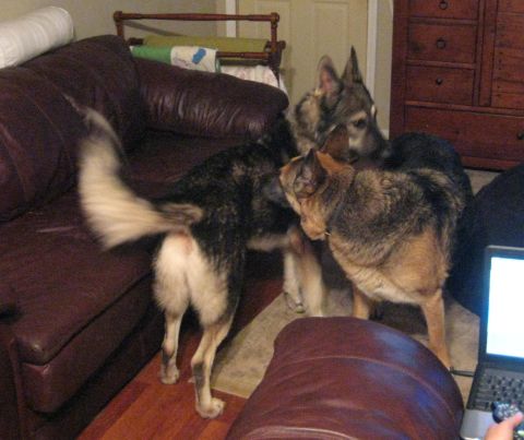 1978 Ford Bronco - Three dogs are interacting in a living room setting, with furniture visible in the background.
