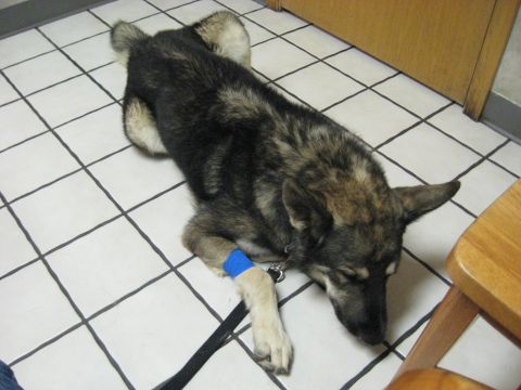 1978 Ford Bronco - A dog rests on a tiled floor, its front leg wrapped in a blue bandage.