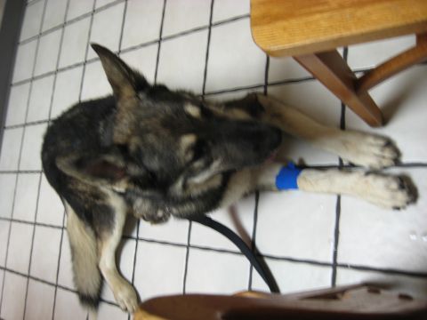 1978 Ford Bronco - A dog with a blue bandage on its leg is resting on a tiled floor next to a wooden table.