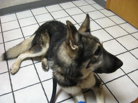 1978 Ford Bronco - A German Shepherd dog rests on a white tiled floor, with a blue bandage visible on its front leg.