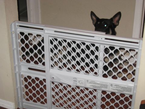1978 Ford Bronco - A dog looks over a baby gate, with other dogs visible behind the gate.