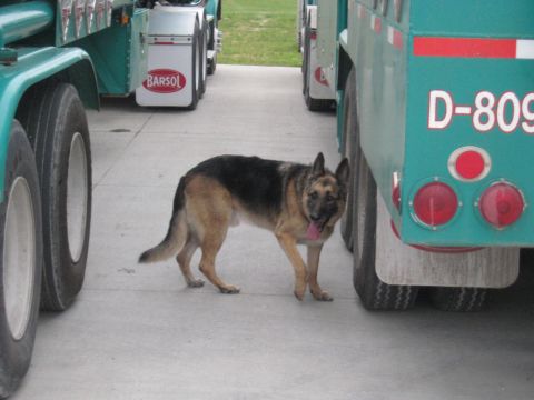 1978 Ford Bronco - A German Shepherd dog stands on pavement between two large trucks, with one truck displaying the identification D-809.