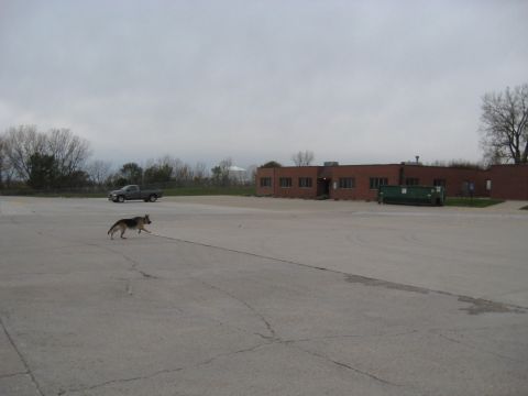 1978 Ford Bronco - A German Shepherd runs across a paved lot under an overcast sky, with a pickup truck parked in the background.