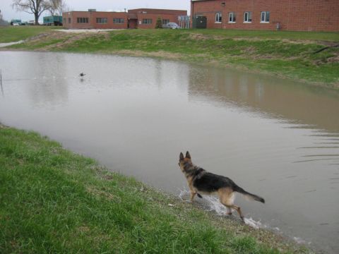 1978 Ford Bronco - A German Shepherd dog splashes into a pond as a duck swims nearby, with a brick building visible in the distance.