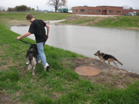 1978 Ford Bronco - A person walks a dog on a leash near a pond, while another dog stands alert at the water's edge.