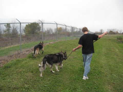 1978 Ford Bronco - A person walks two dogs on leashes beside a fence under an overcast sky.