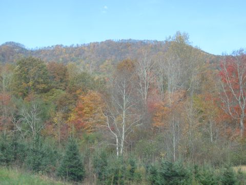 1985 Ford LTD Crown Victoria - A landscape photo captures a forest in autumn, displaying a variety of trees with colorful foliage.