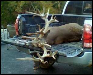 1996 Ford Bronco - A large deer is shown in the bed of a pickup truck, likely after a hunt.