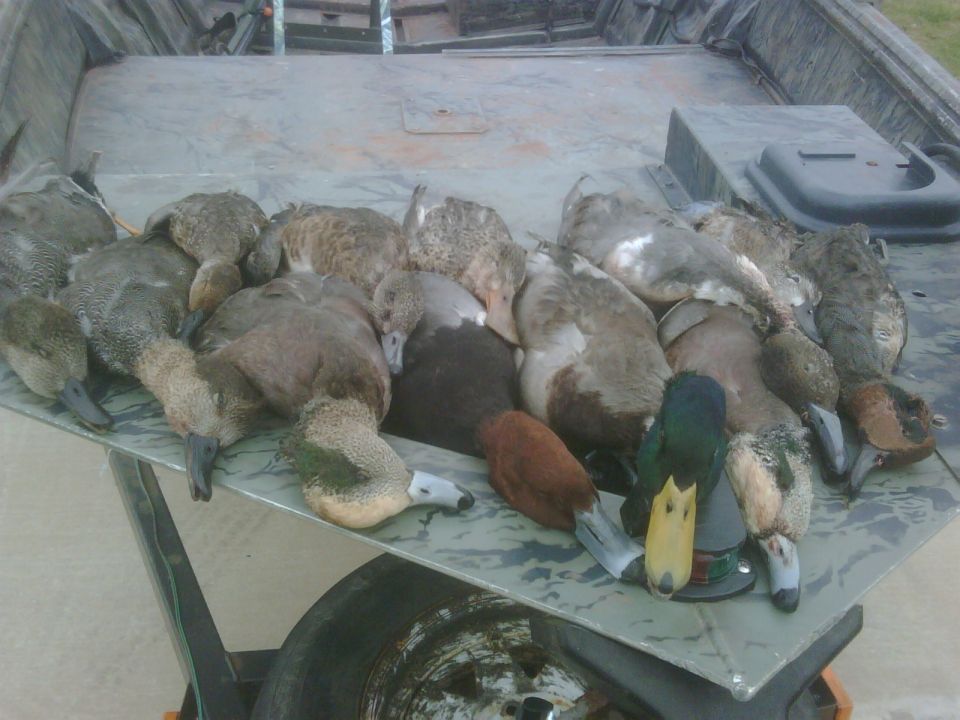 Ducks laid out on a camouflage-patterned surface, possibly a boat or trailer