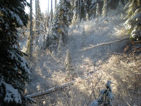 1974 Ford Ranchero - A winter forest scene with snow blanketing the trees and ground, illuminated by sunlight.