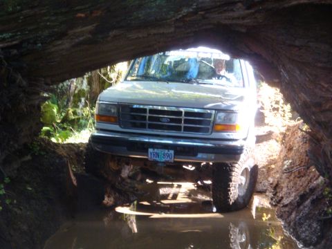 1978 Ford Bronco - This Ford F-Series truck navigates a muddy obstacle course beneath a large fallen tree.