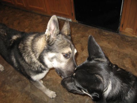 1978 Ford Bronco - Two dogs interact closely in an indoor setting, with wooden cabinets visible in the background.