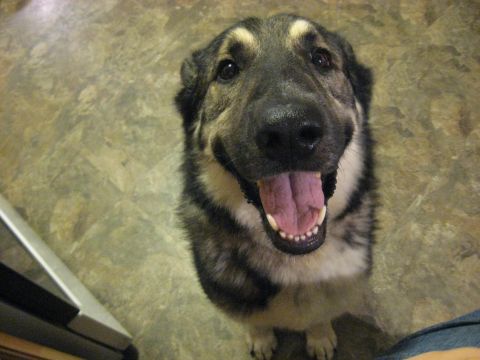 1978 Ford Bronco - A happy dog with its tongue out looks up at the camera.