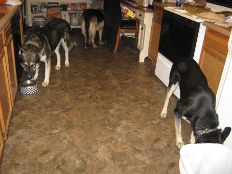 1978 Ford Bronco - Several dogs are in a kitchen, with one drinking from a checkered bowl and another investigating a trash can.