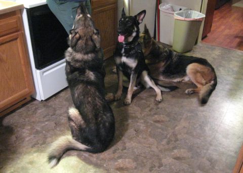 1978 Ford Bronco - Three dogs are gathered in a kitchen, with one looking up towards a person near a stove.