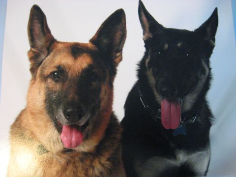 1978 Ford Bronco - A close-up photo shows two German Shepherd dogs with their tongues hanging out.