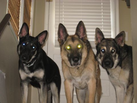 1978 Ford Bronco - Three dogs stand alert in a doorway, their eyes reflecting light.